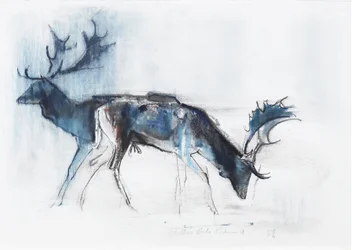 Cerfs élaphes, Richmond, 2006