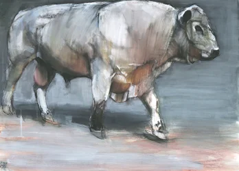Fresno, Taureau Galloway