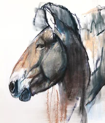 Étude de Tête, Przewalski, 2013 (détail)