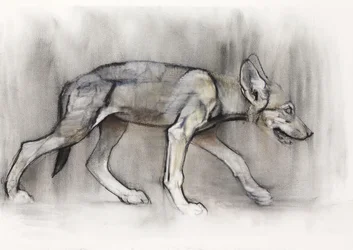 Jeune loup (Loup arabe), 2009