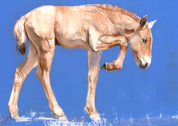 Poulain de Przewalski, 2012