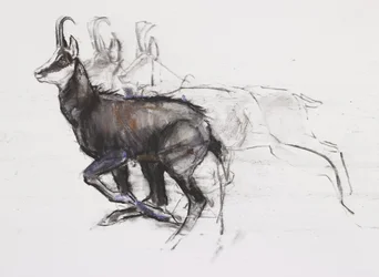 Chamois courant