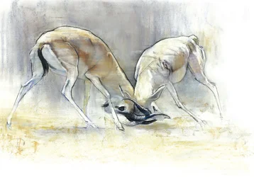 Gazelles des sables, 2009