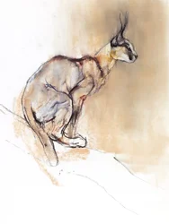 Caracal assis, 2009
