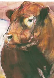 Zeus, taureau Galloway à ceinture rouge (détail)