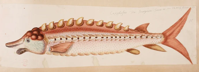 Un poisson