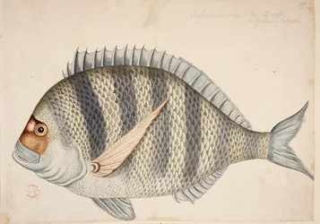 Un poisson