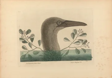 Une Thymelaea aux feuilles obtuses; Anseri Bassano etc. : le grand fou, planche 86 de l’« Histoire naturelle de la Caroline, de la Floride et des îles Bahama », volume I, 2e édition, Londres 1754
