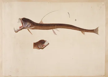 Chauliodus sloanei. Une créature ressemblant à une anguille