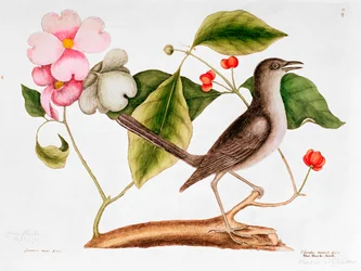 Cornouiller : Cornus florida, et Moqueur de la Caroline du Nord (1730-48)