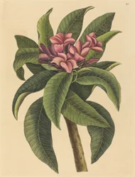 Frangipanier Rouge Plumeria rubra, publié 1731-1743