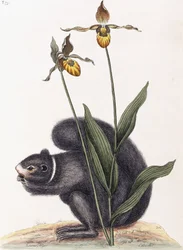 Sciurnus Niger