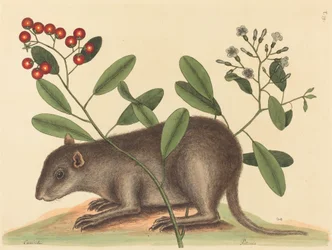 Le Bahama Coney Mus Monax, publié en 1754