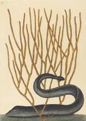 La murène noire Muraenae helenae varietas, publiée en 1754
