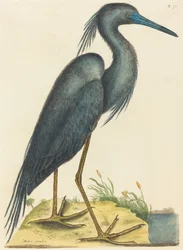 Le héron bleu (Ardea coerulea)