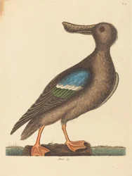 Le Canard Souchet (Anas clypeata foemina)