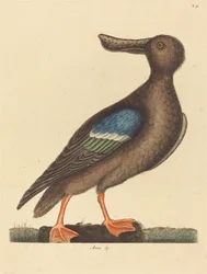 Le Canard Souchet à ailes bleues (Anas clypeata foemina)