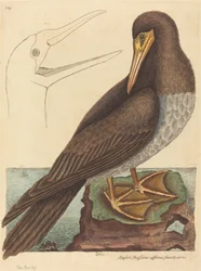 Le fou Pelecanus Sula, publié 1731-1743.