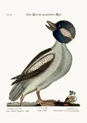 Le canard à tête de buffle, 1749-73