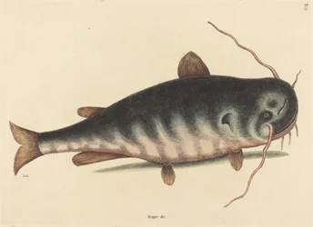 Le poisson-chat Silurus catus, publié en 1754