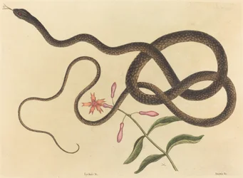 Le serpent fouet Coluber flagellum