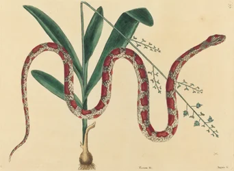 Le Serpent des blés (Coluber fulvius?)