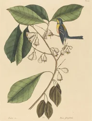 Le grimpeur de pinson Parus americanus
