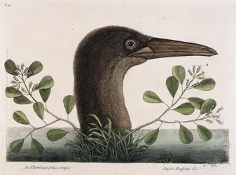 Le grand fou (An Thymelaea foliis obtusis, Anseri Bassano  c.)