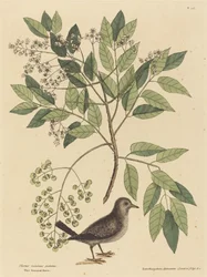 La Colombe à terre (Columba passerina)