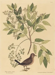 La Colombe à queue noire Columba passerina, publiée en 1731-1743.