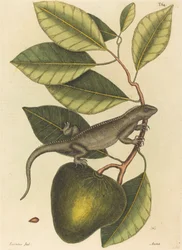 Le Guana Lacerta Iguana