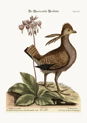 Le coq de bruyère, 1749-73