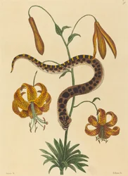 Le serpent à nez de porc (Boa contortrix)