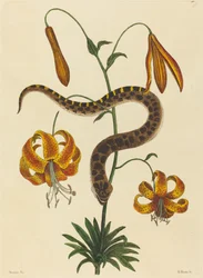 Le serpent à nez de porc (Boa contortrix)