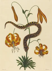 Le serpent à nez de porc, publié 1731-1743