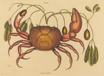 Le crabe terrestre (Cancer ruricola)