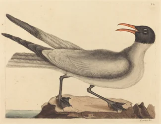 La Mouette rieuse (Larus articilla)