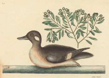 Le petit canard brun Anas rustica, publié en 1754
