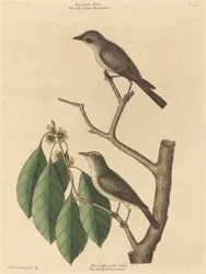 Le Petit Moucherolle Brun