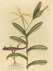 Le lézard de Lyon (Lacerta 6-lineata)