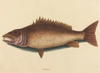 Le vivaneau mangrove (Labrus griseus)