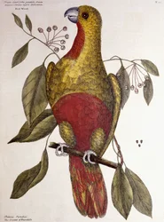 Le Perroquet du Paradis, 1771