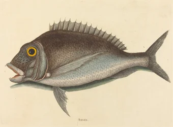 Le Porgy Sparus chrysops, publié en 1754