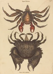 Le crabe rocheux rouge tacheté (Cancer grapsus)