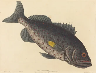 Le Poisson Roche Perca venenosa