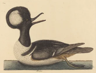 Le Canard à Crête Ronde Mergus cucullatus