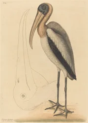 Le Pélican des bois Tantalus Loculator, publié 1731-1743