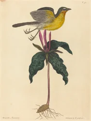 Le Paruline polyglotte