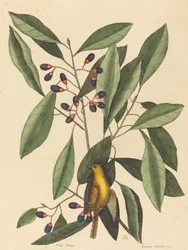 La mésange jaune (Motacilla trochilus)
