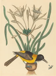 La pie jaune et noire (Oriolus Icterus)